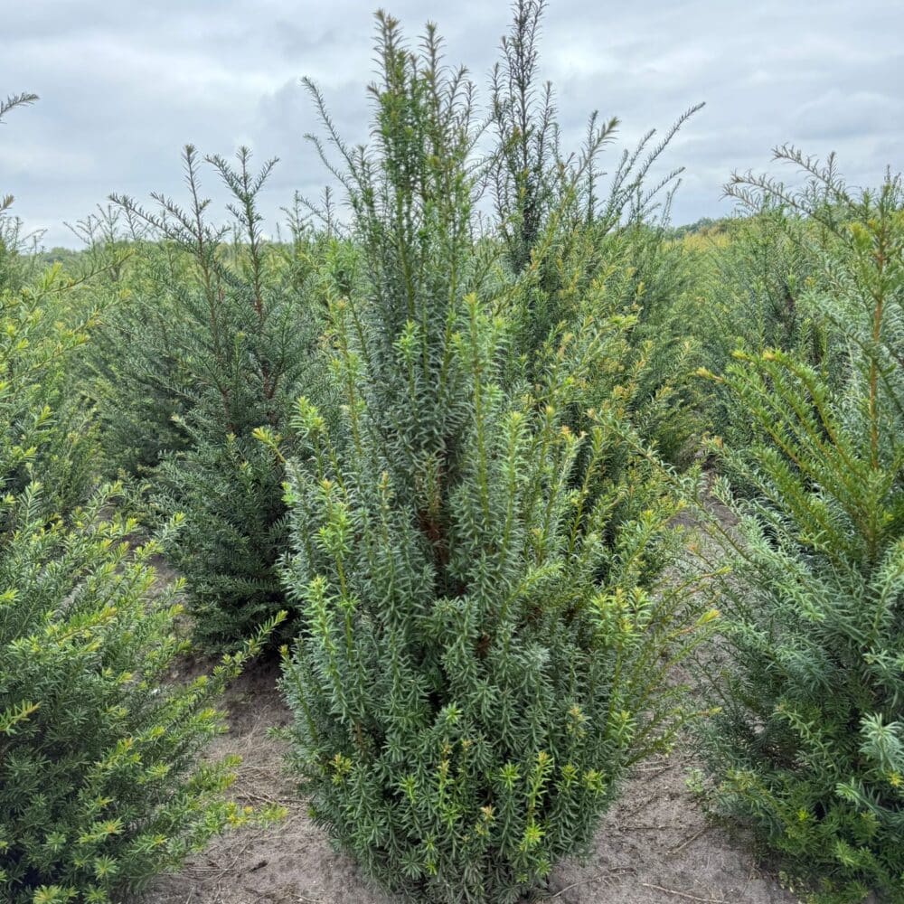 Taxus Baccata kluit 80-100cm