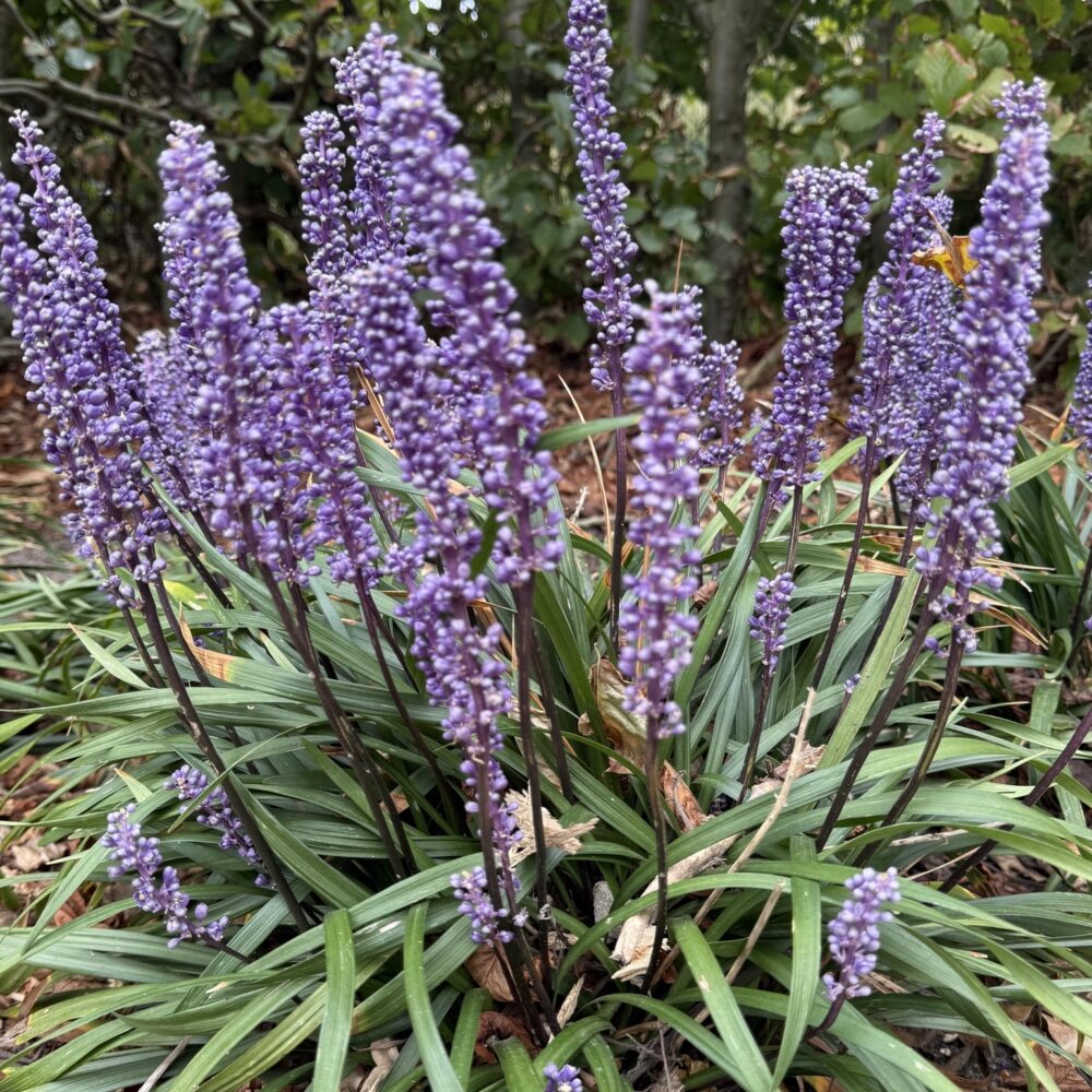 Liriope muscari "Ingwersen"