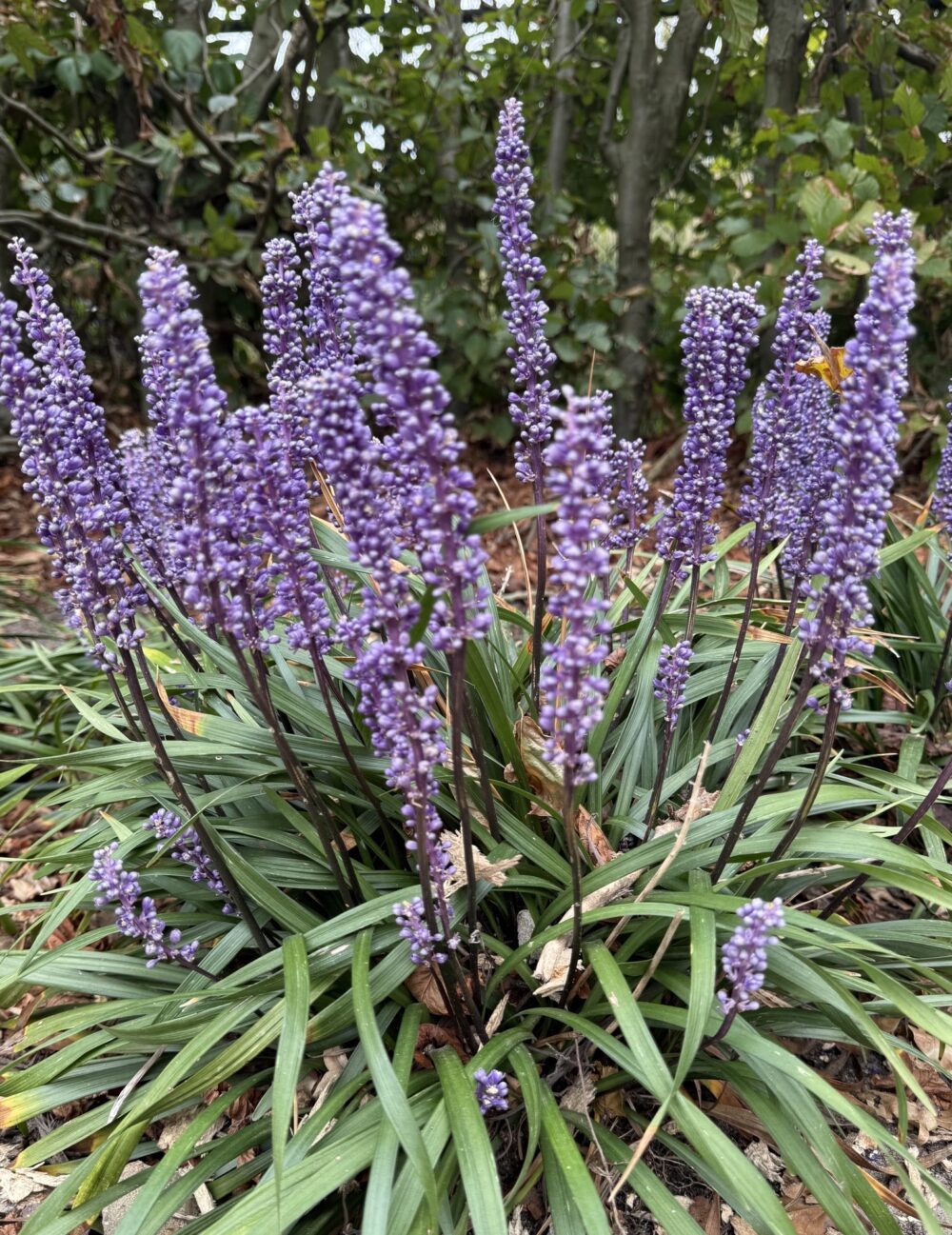 Liriope muscari "Ingwersen"